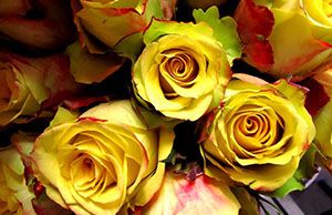Roses Roses