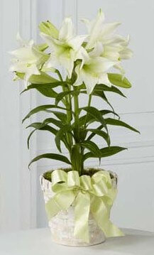Easter Lily