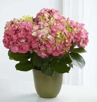 Pink Hydrangea