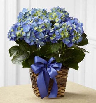 Blue Hydrangea