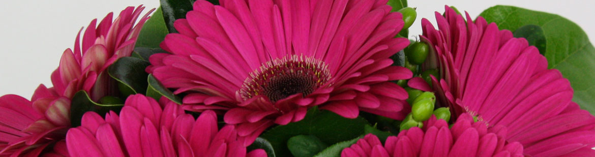 Gerbera