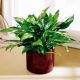 Chinese_Evergreen