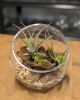 Air Plant Globe