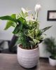 Anthurium Planter Garden