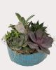 Carice Succulent Bowl