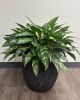 Chinese Evergreen - Maria 24