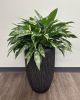 Chinese Evergreen - Maria 36