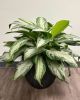 Chinese Evergreen - Silver Bay 24