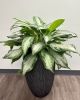 Chinese Evergreen - Silver Bay 36
