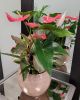 Cresta Anthurium Planter