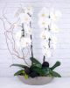 Double Cascading Orchid Planter