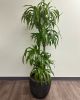 Dracaena Marginata 5 Feet