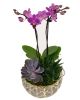 Orchid Succulent Planter - Purple