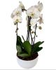 Luxurious Orchids
