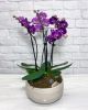 Orchid Planter