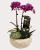 Orchid Succulent Planter