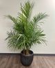 Palm Plant 5ft