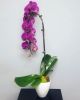 Purple Cascading Orchid Plant