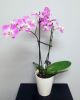 Purple Orchid Plant