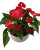 Red Anthurium Planter