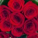 Dozen Red Medium-Stem Rose Bouquet