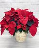 Red Poinsettia Plant