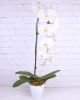 White Cascading Orchid Plant