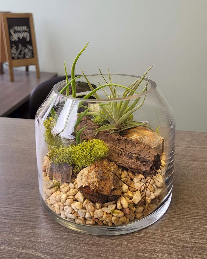 Terrarium with air plants